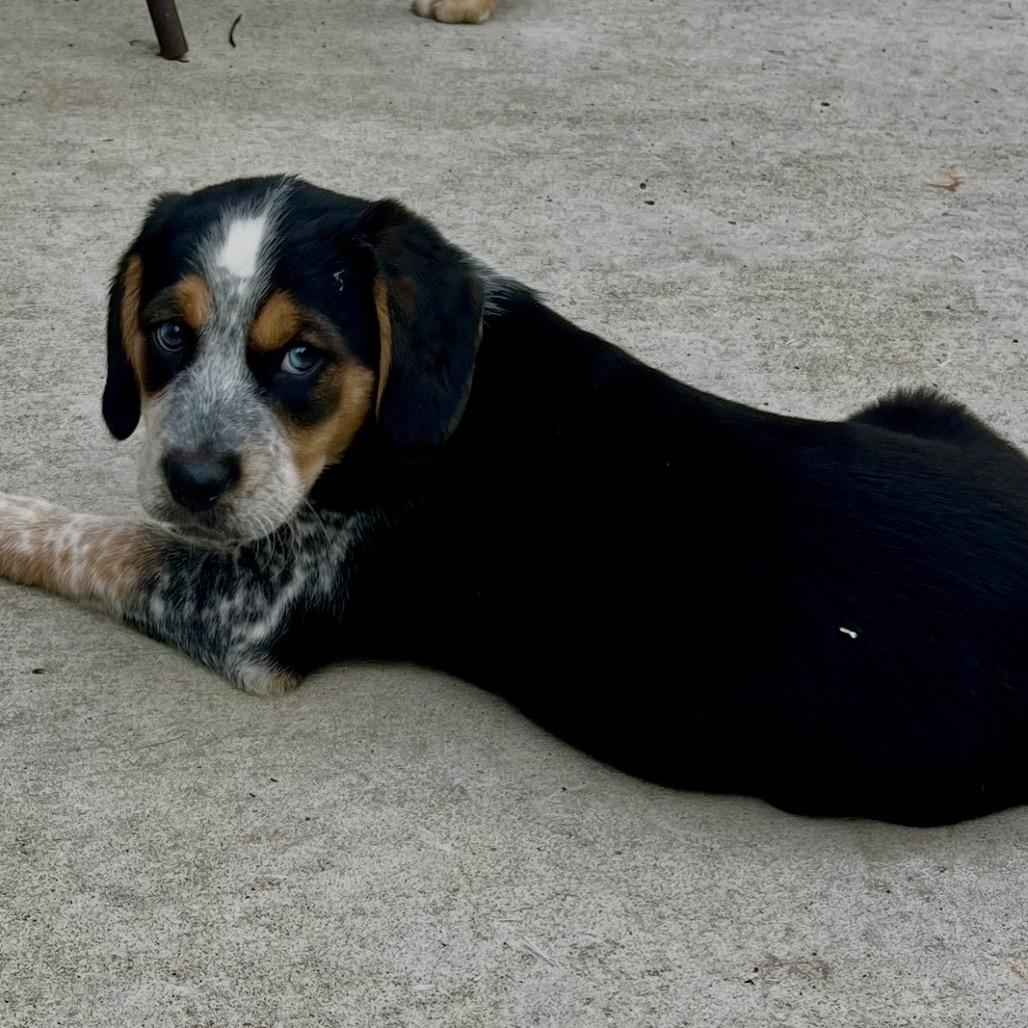 Barney, a Adoptable mixed breed in Cordova, TN image 1/6