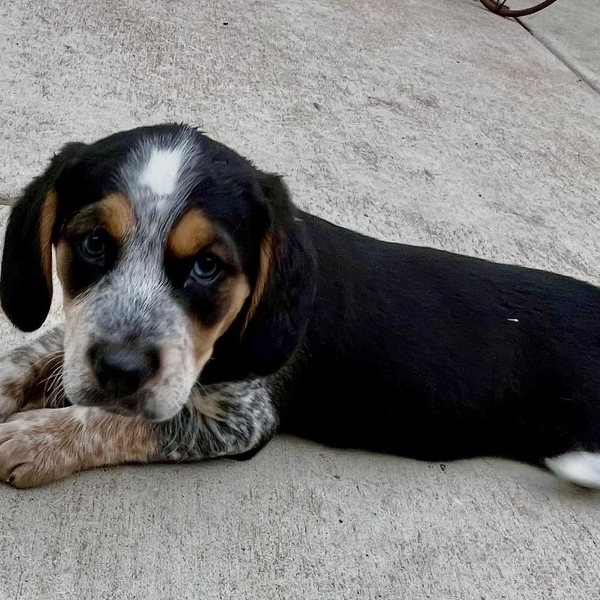 Barney, a Adoptable mixed breed in Cordova, TN image 2/6