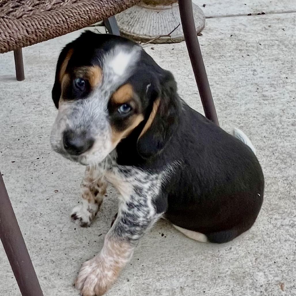 Barney, a Adoptable mixed breed in Cordova, TN image 3/6