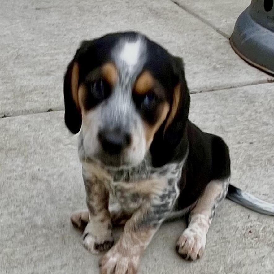 Barney, a Adoptable mixed breed in Cordova, TN image 4/6