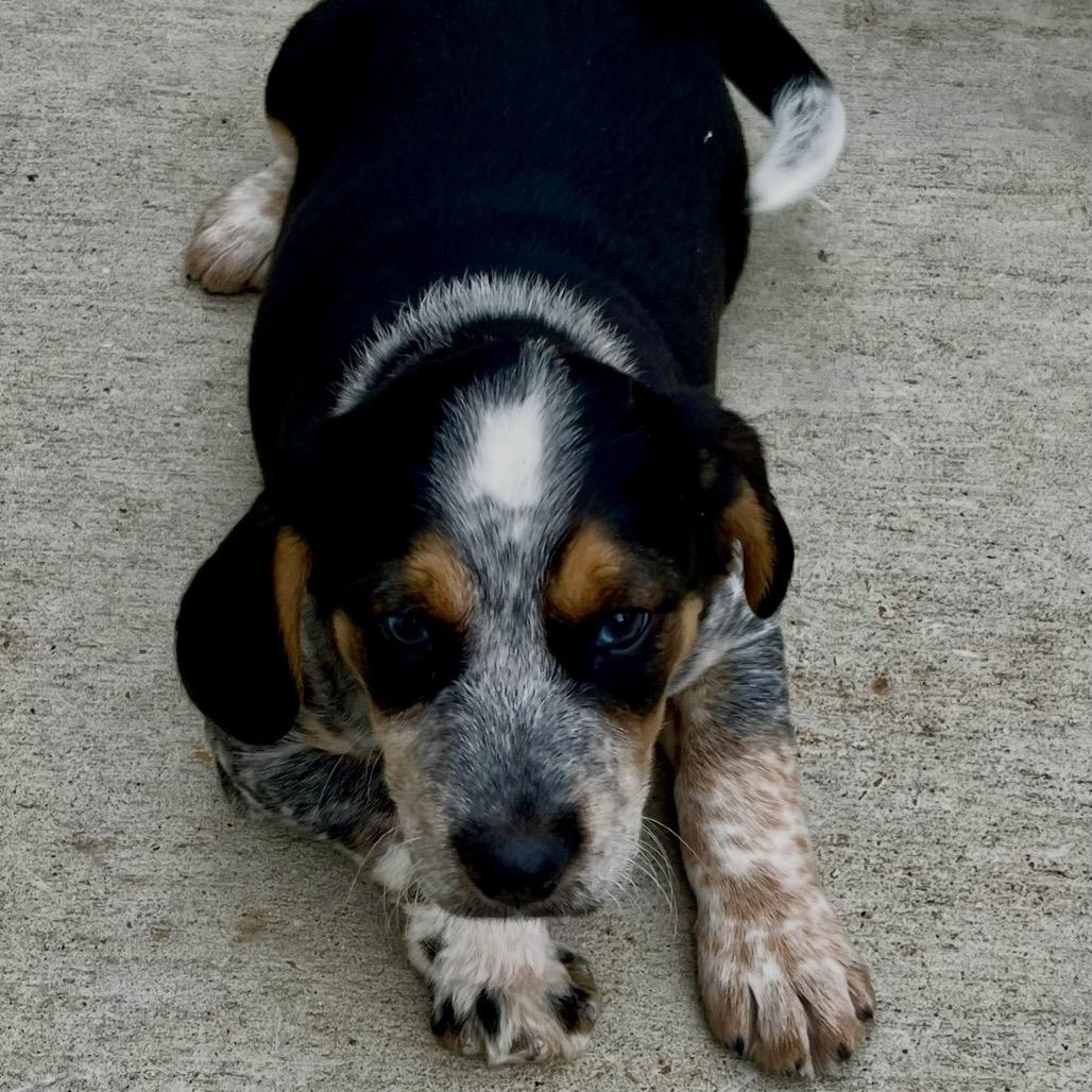 Barney, a Adoptable mixed breed in Cordova, TN image 5/6
