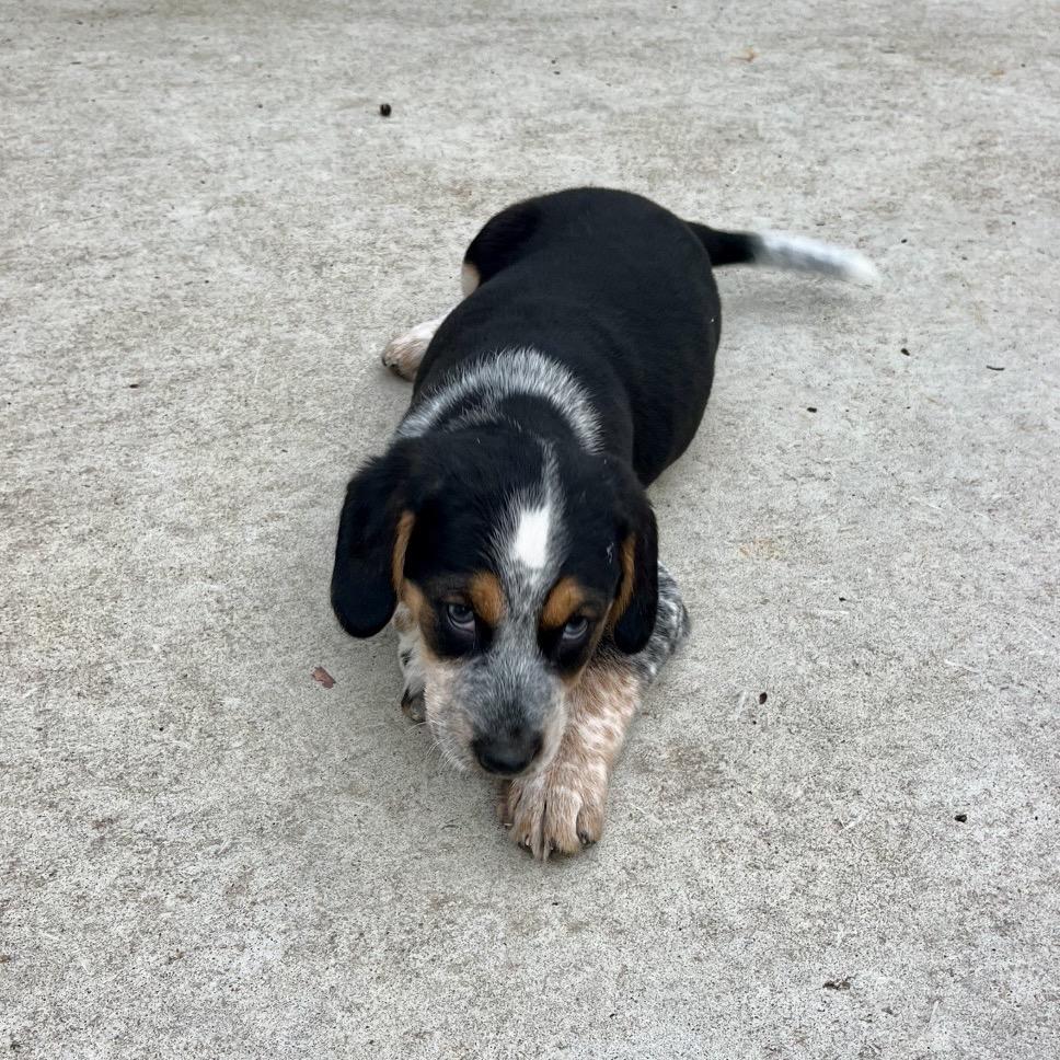 Barney, a Adoptable mixed breed in Cordova, TN image 6/6