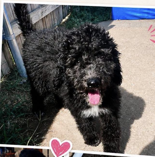 Auston Trusty, Adoptable, Puppy Female Standard Poodle & Border Collie.