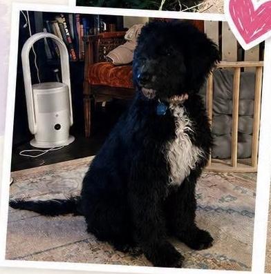 Auston Trusty, a Adoptable mixed breed in Broken Arrow, OK image 2/3