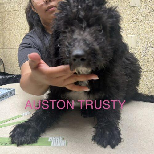 Auston Trusty, a Adoptable mixed breed in Broken Arrow, OK image 3/3