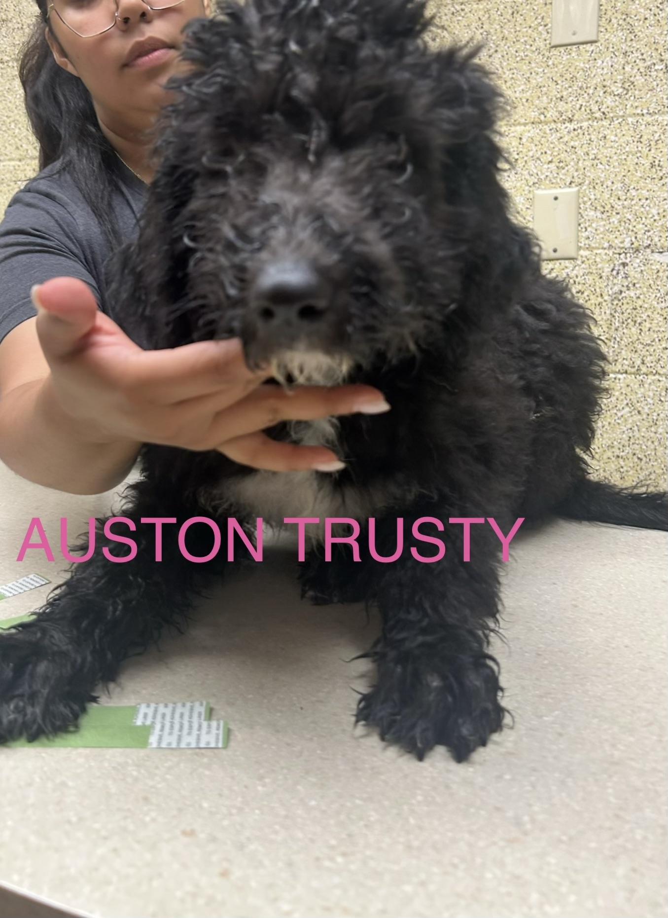 Auston Trusty, Adoptable, Puppy Female Standard Poodle & Border Collie.