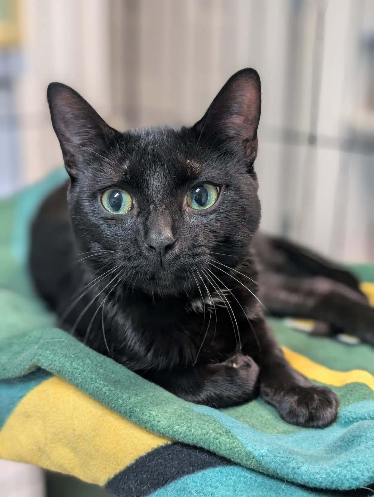 Rodrick, an adoptable Domestic Short Hair in wetaskiwin, AB, t9a 2j4 | Photo Image 1