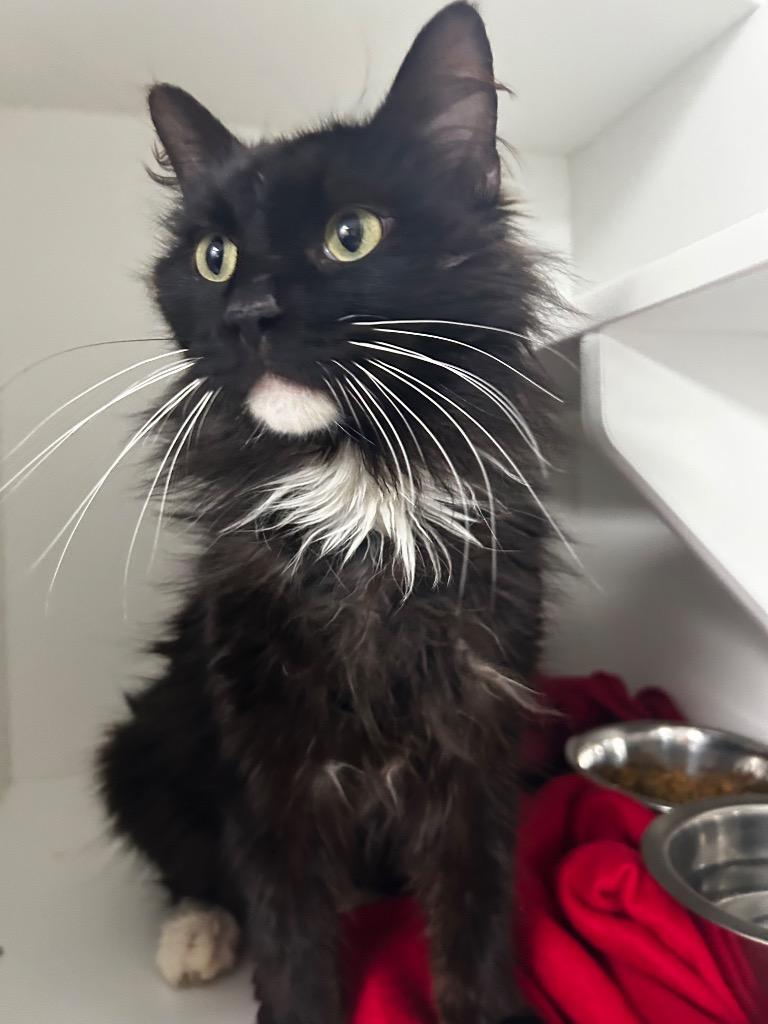 Elvira, Adopted, Adult Male Domestic Long Hair.