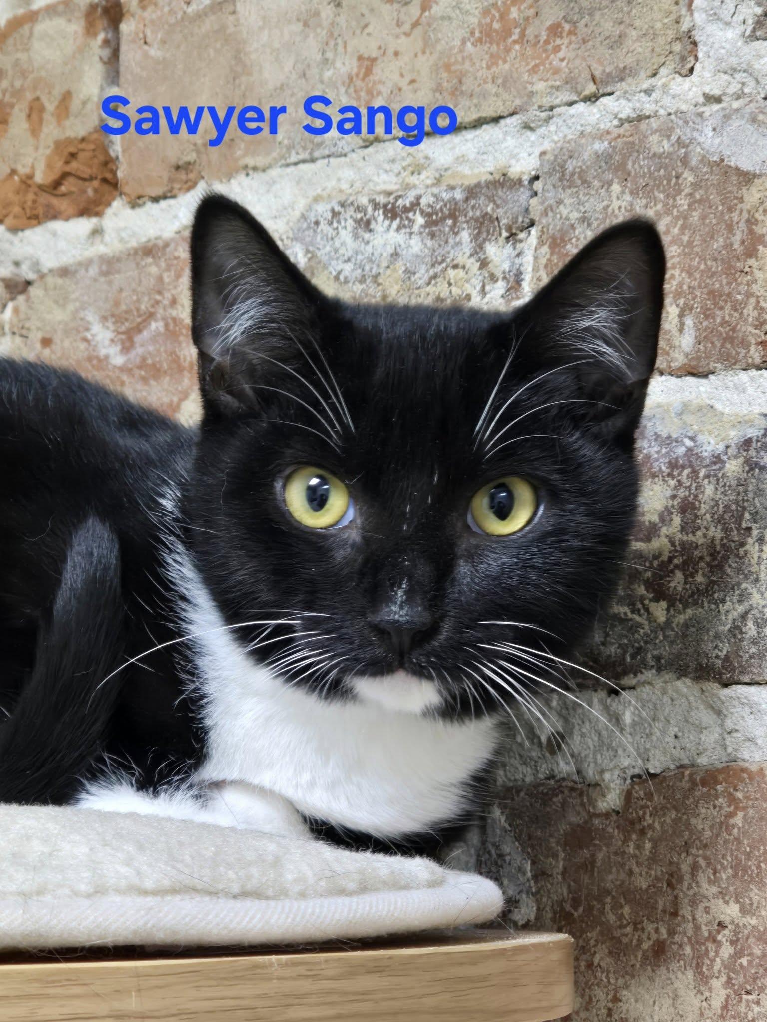 Sawyer Sango, Adoptable, Kitten Male Domestic Short Hair.