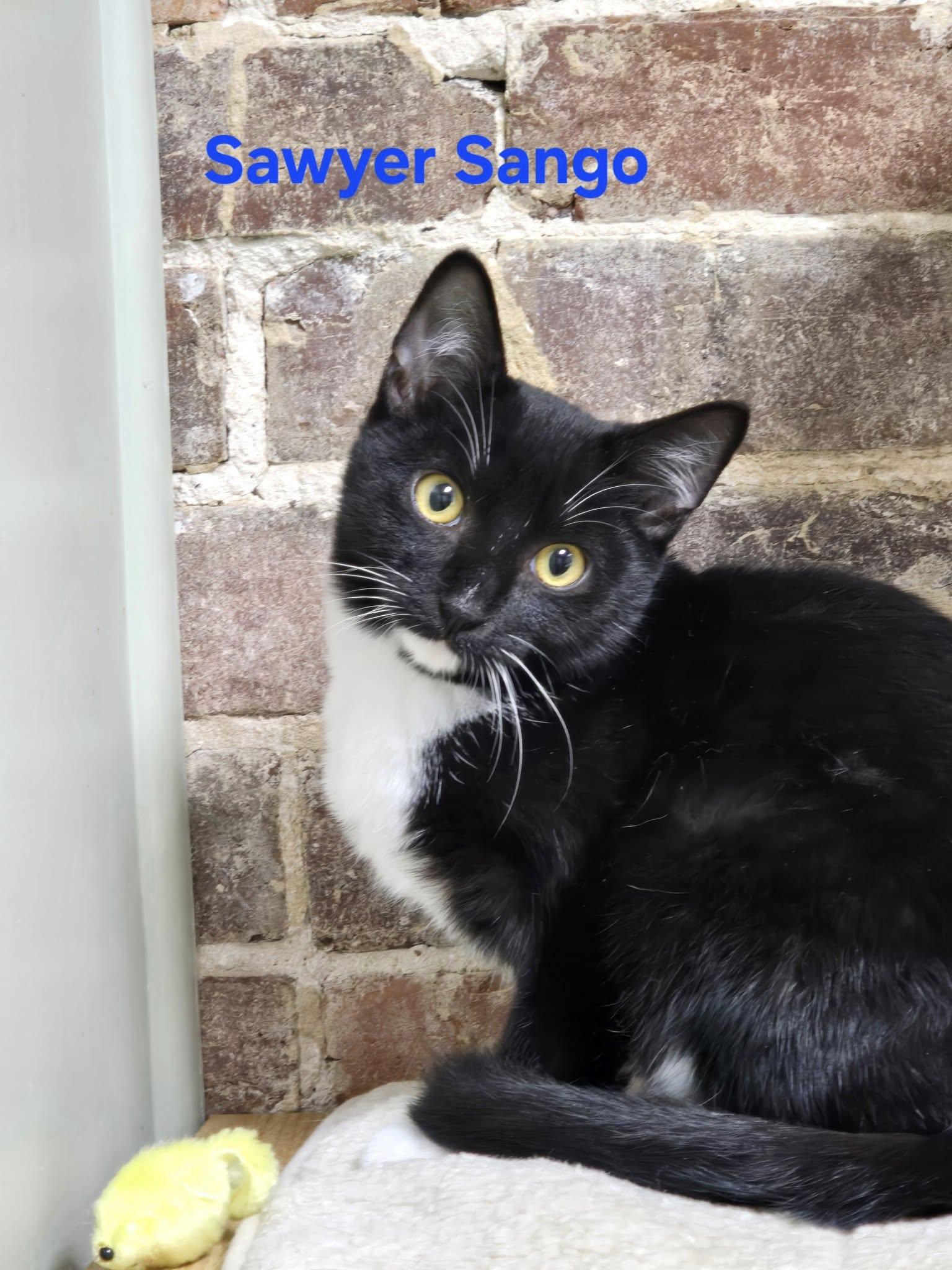 Sawyer Sango, a Adoptable Domestic Short Hair in Clarksville, TN image 2/2