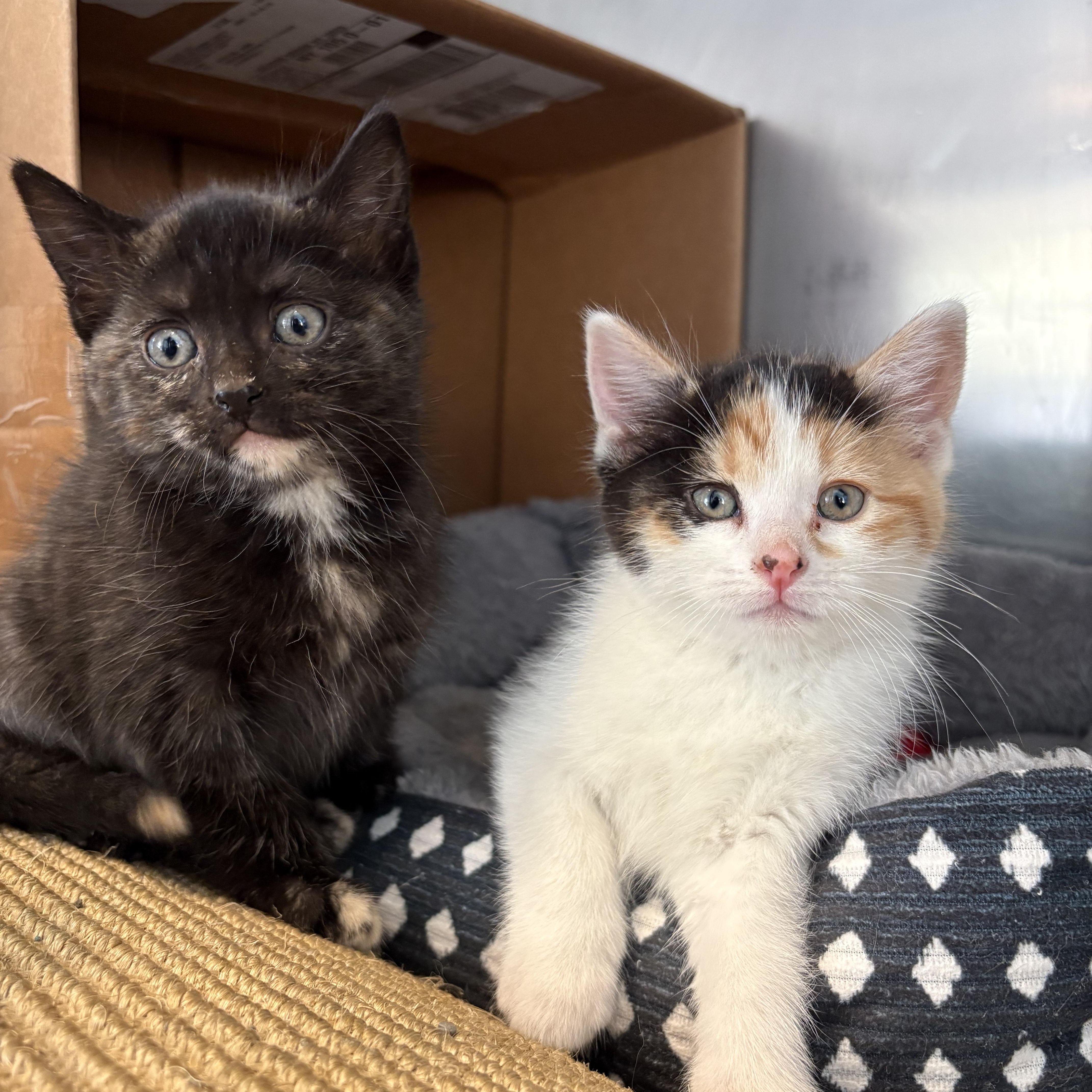 Enlarge Eleven (Stranger Things Litter), an adoption pending mixed breed in Goldens Bridge, NY image 2/2