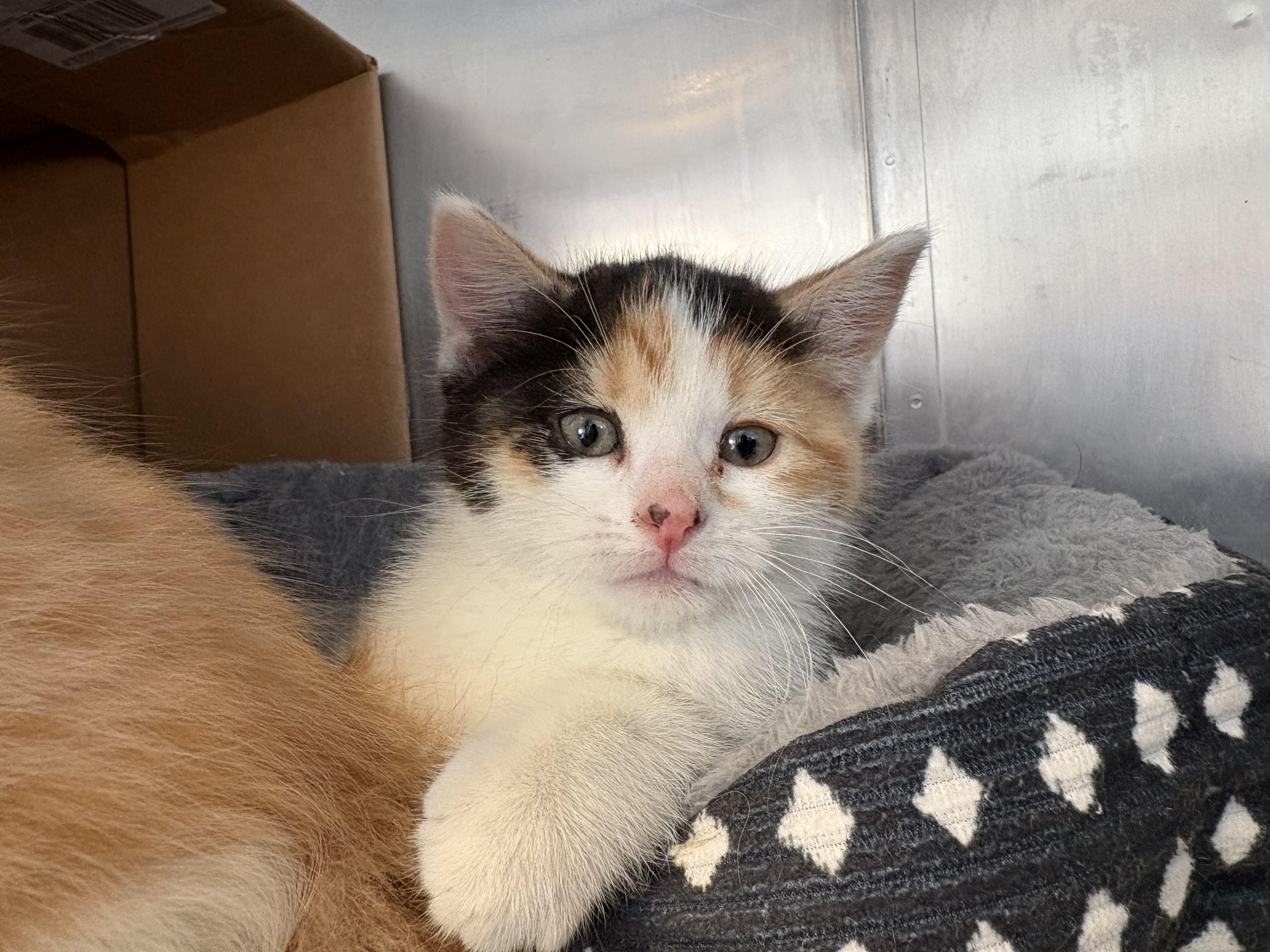 Enlarge Eleven (Stranger Things Litter), an adoption pending mixed breed in Goldens Bridge, NY image 1/2