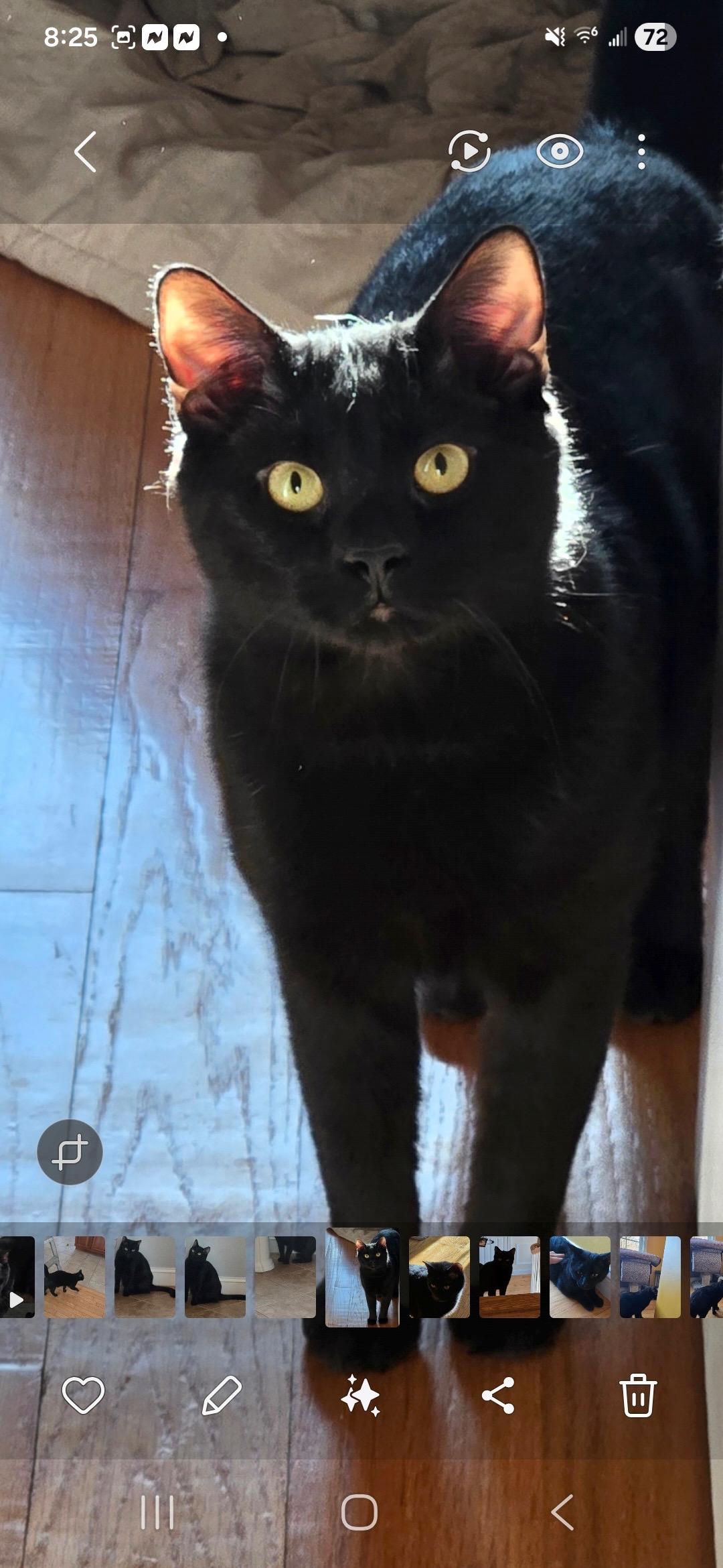 Enlarge Koda, a ADOPTABLE Domestic Short Hair in Salem, NH image 1/2