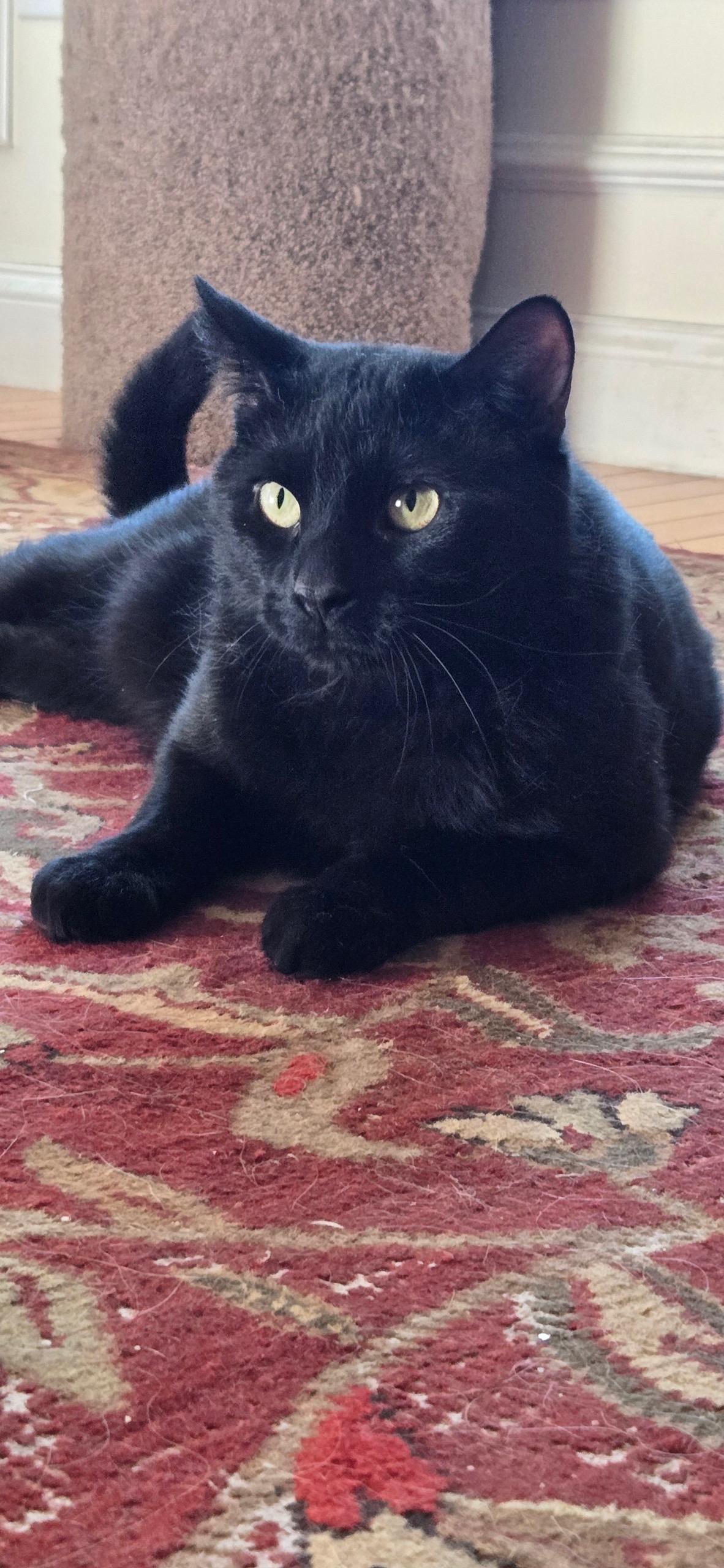 Enlarge Koda, a ADOPTABLE Domestic Short Hair in Salem, NH image 2/2