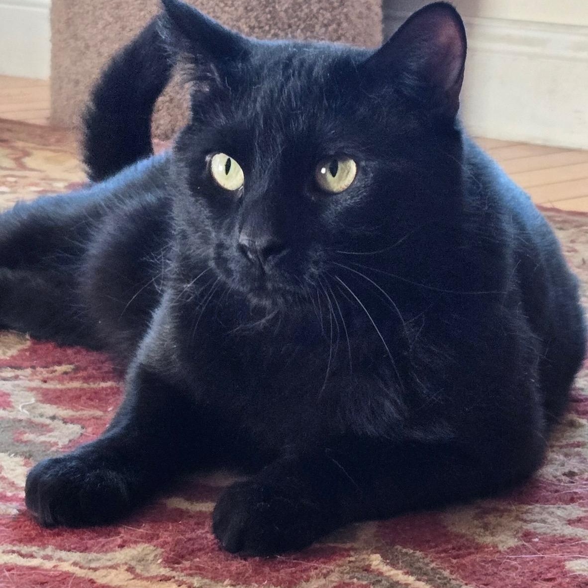 Koda, an adoptable Domestic Short Hair in Salem, NH image 1/2