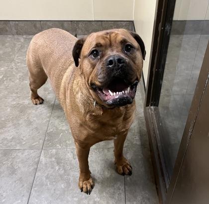 Zoie aka Kale, ADOPTABLE, Adult Female Mixed Breed.