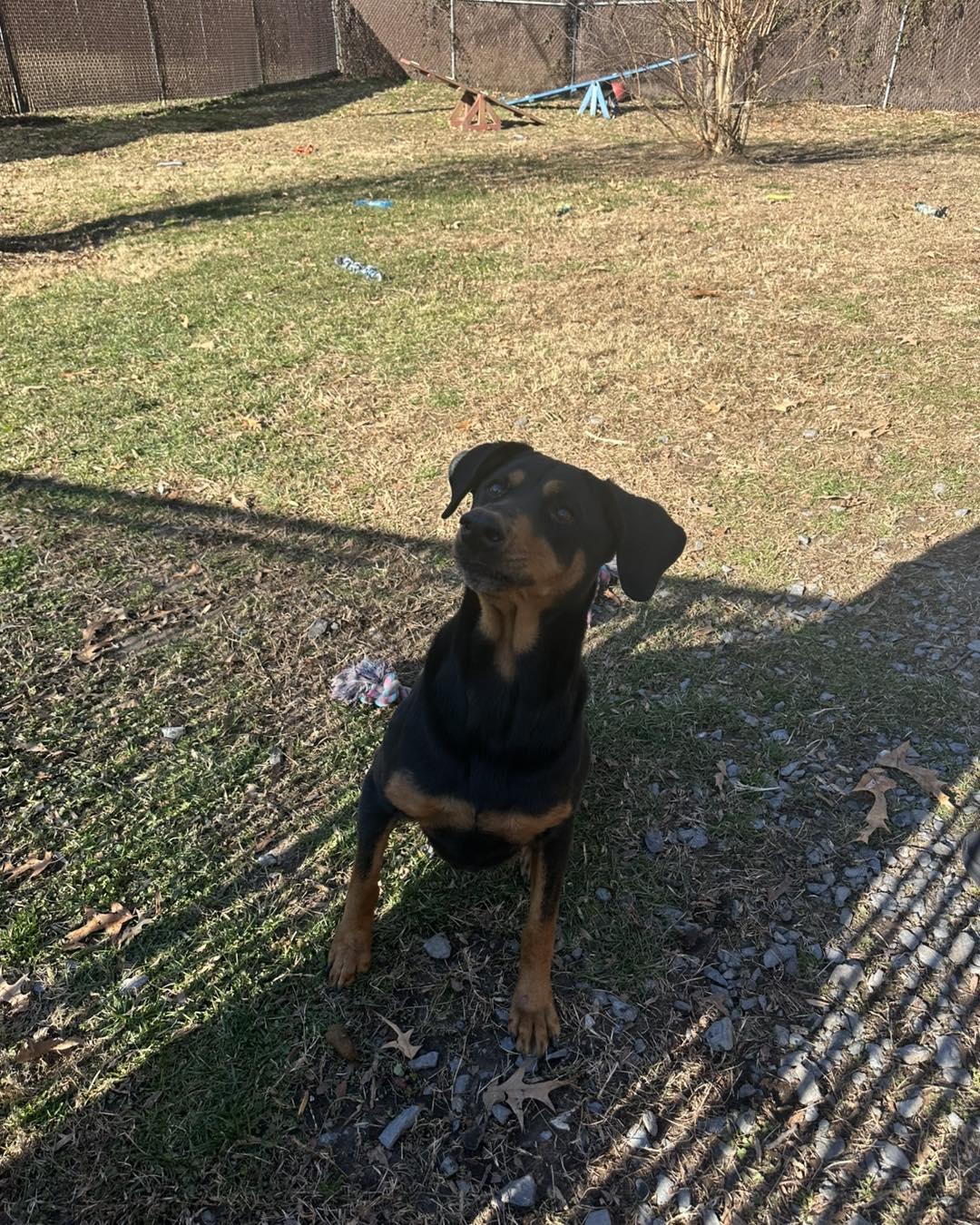 Lacy, ADOPTABLE, Senior Female Mixed Breed.