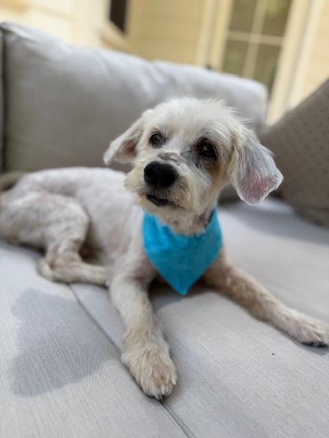 Crouton (FL), Adoptable, Senior Male Poodle & Coton de Tulear.