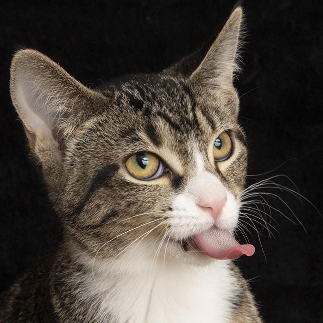 Ernestine thumbnail 3