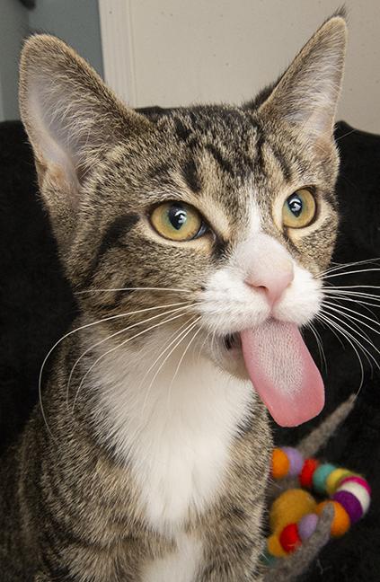 Ernestine thumbnail 4