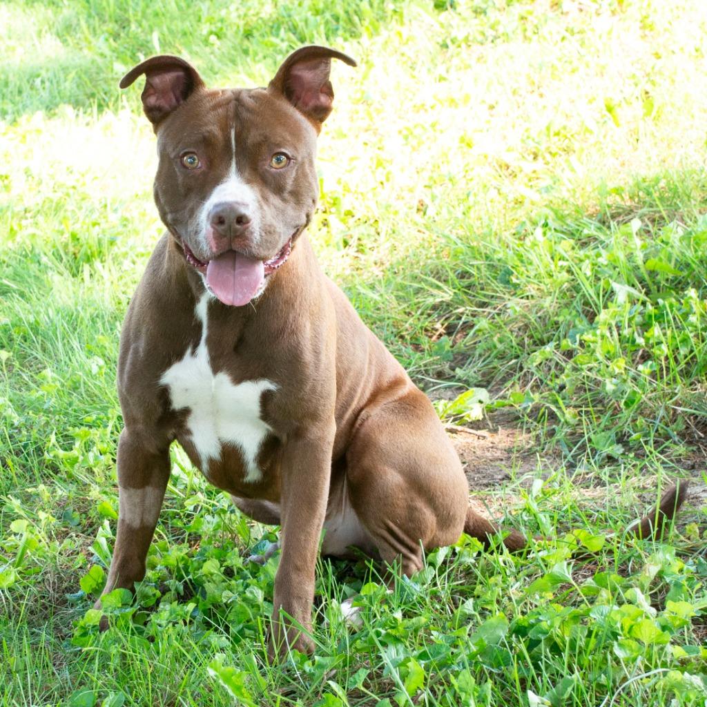Maverick, Adoptable, Young Male Pit Bull Terrier.