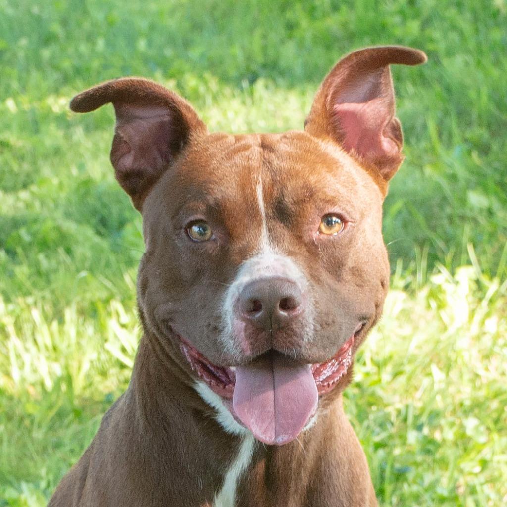 Enlarge Maverick, a Adoptable Pit Bull Terrier in Troy, OH image 2/3