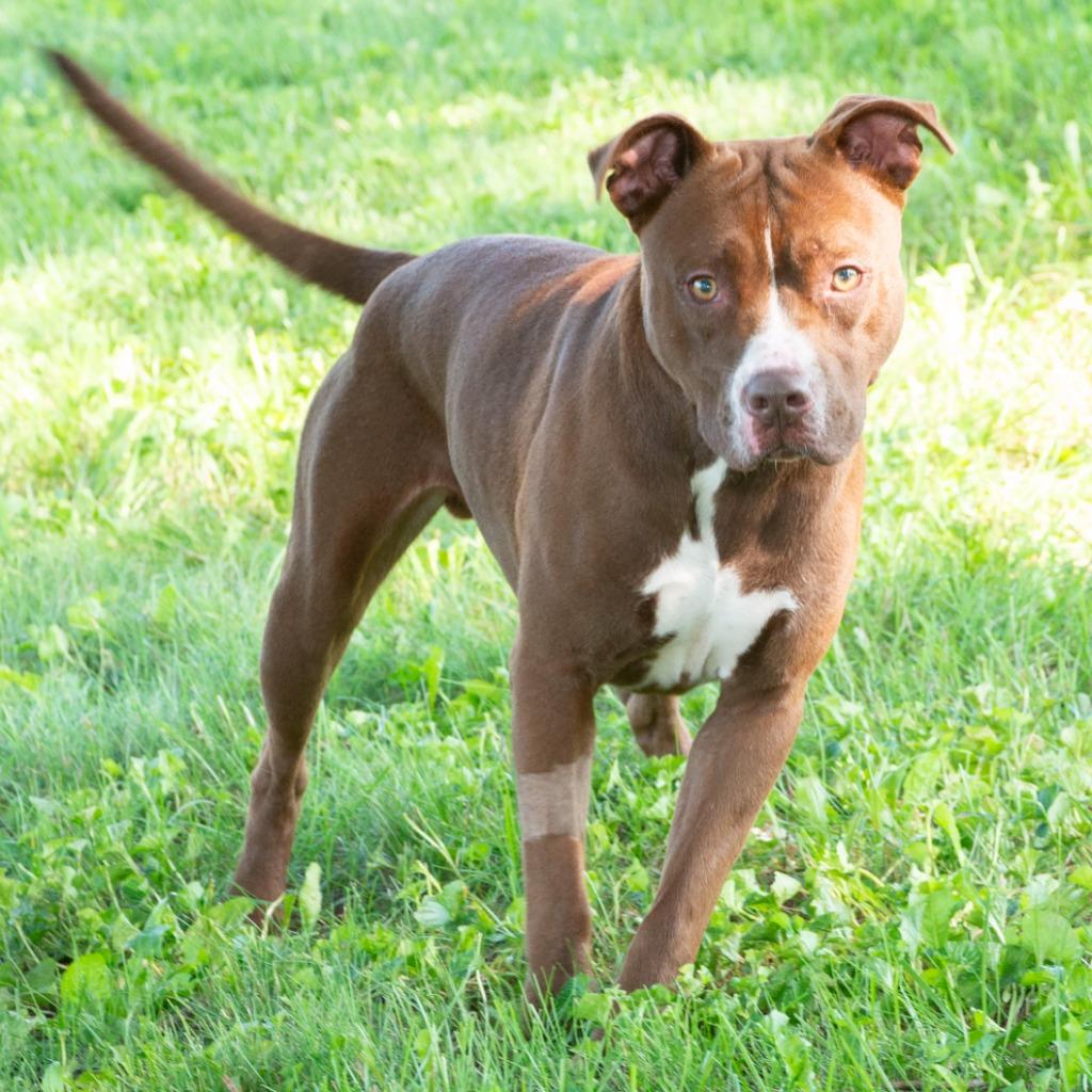 Enlarge Maverick, a Adoptable Pit Bull Terrier in Troy, OH image 3/3