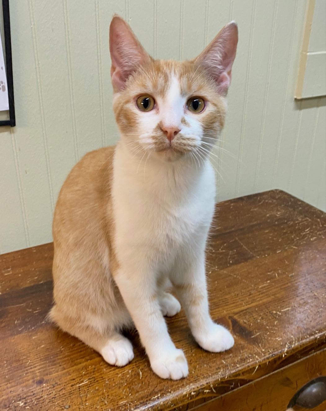 Stewie, Adoptable, Kitten Male Domestic Short Hair.