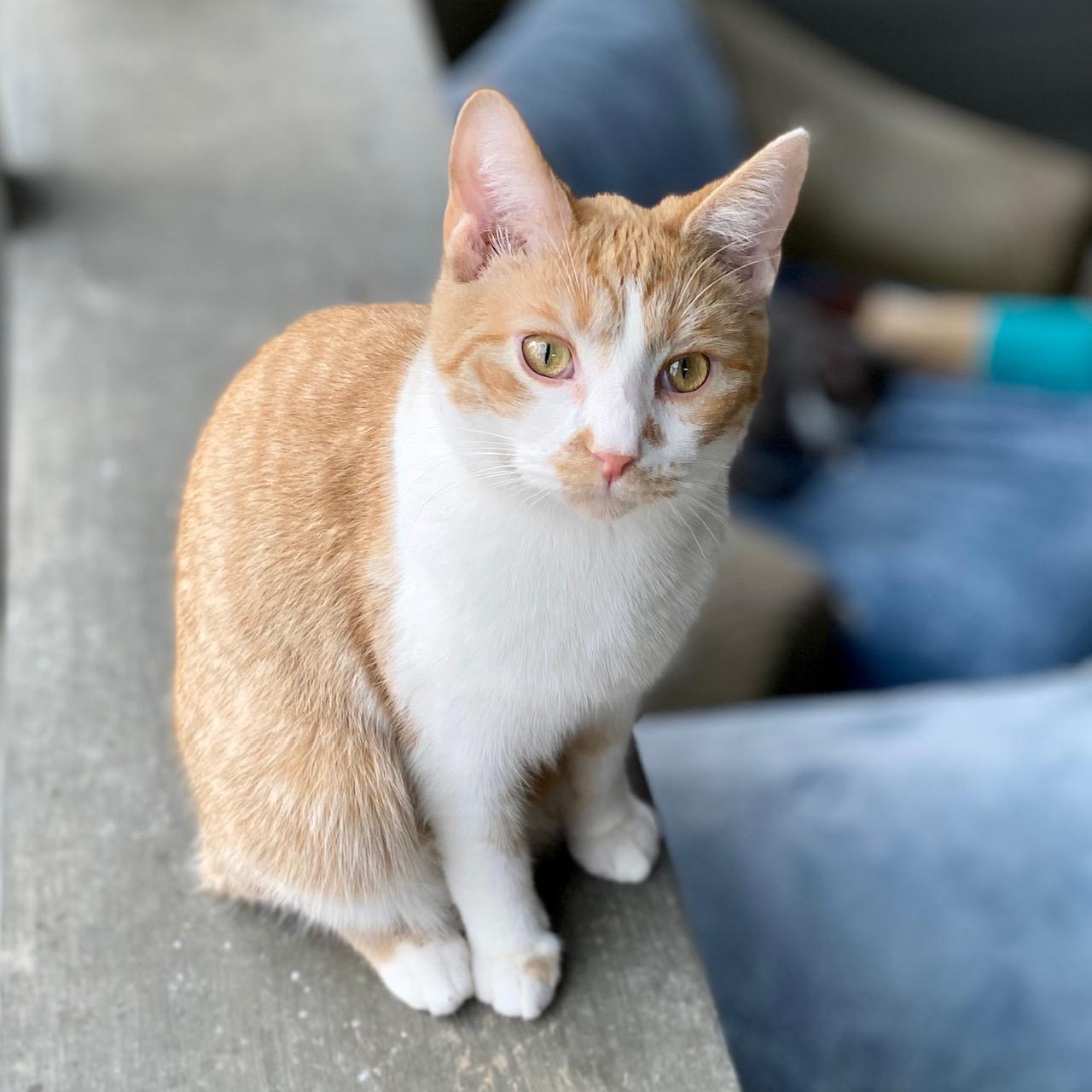 Enlarge Stewie, a Adoptable Domestic Short Hair in Jasper, GA image 1/4