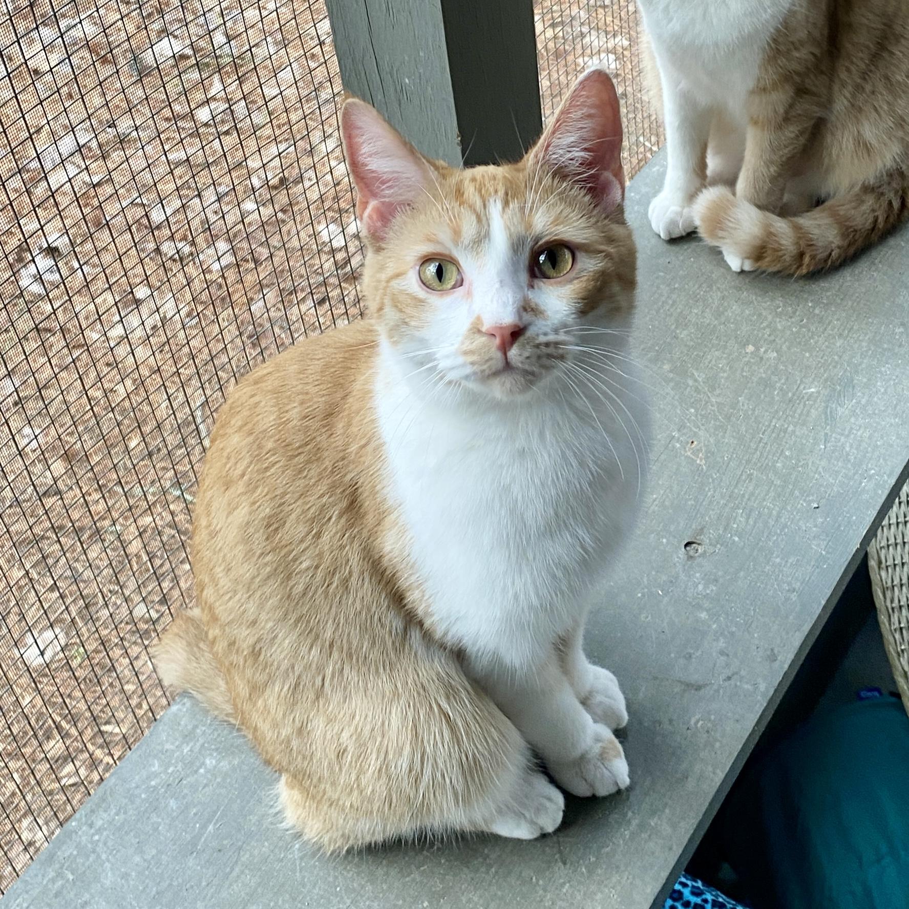 Stewie, Adoptable, Young Male Domestic Short Hair.