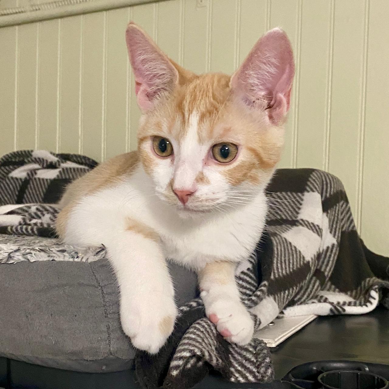 Enlarge Stewie, a Adoptable Domestic Short Hair in Jasper, GA image 3/4