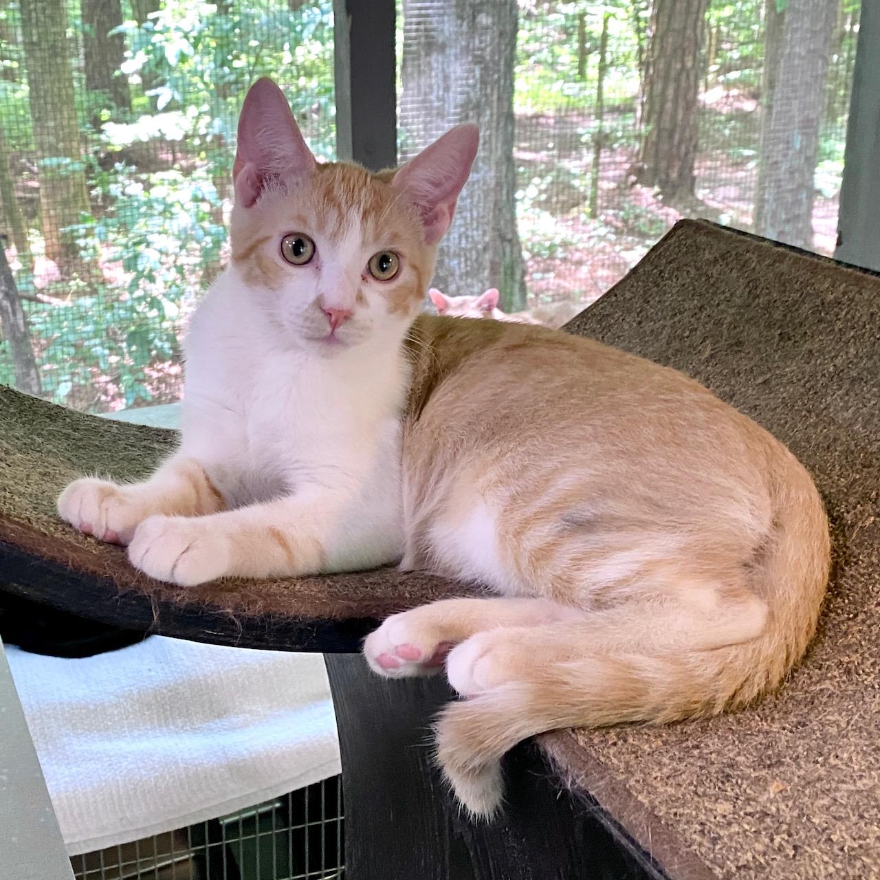 Stewie, Adoptable, Kitten Male Domestic Short Hair.