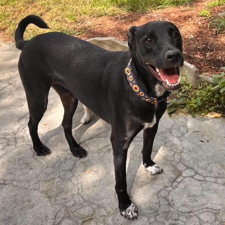 Enlarge Fifi, a Adoptable mixed breed in Cumberland, RI image 2/6