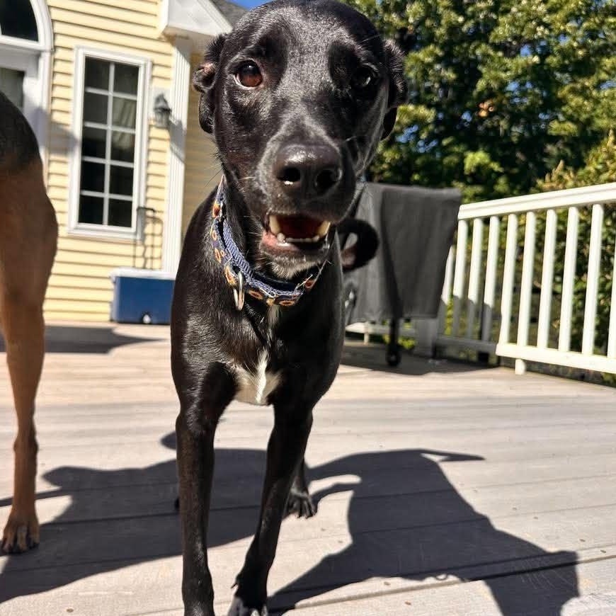 Enlarge Fifi, a Adoptable mixed breed in Cumberland, RI image 1/6