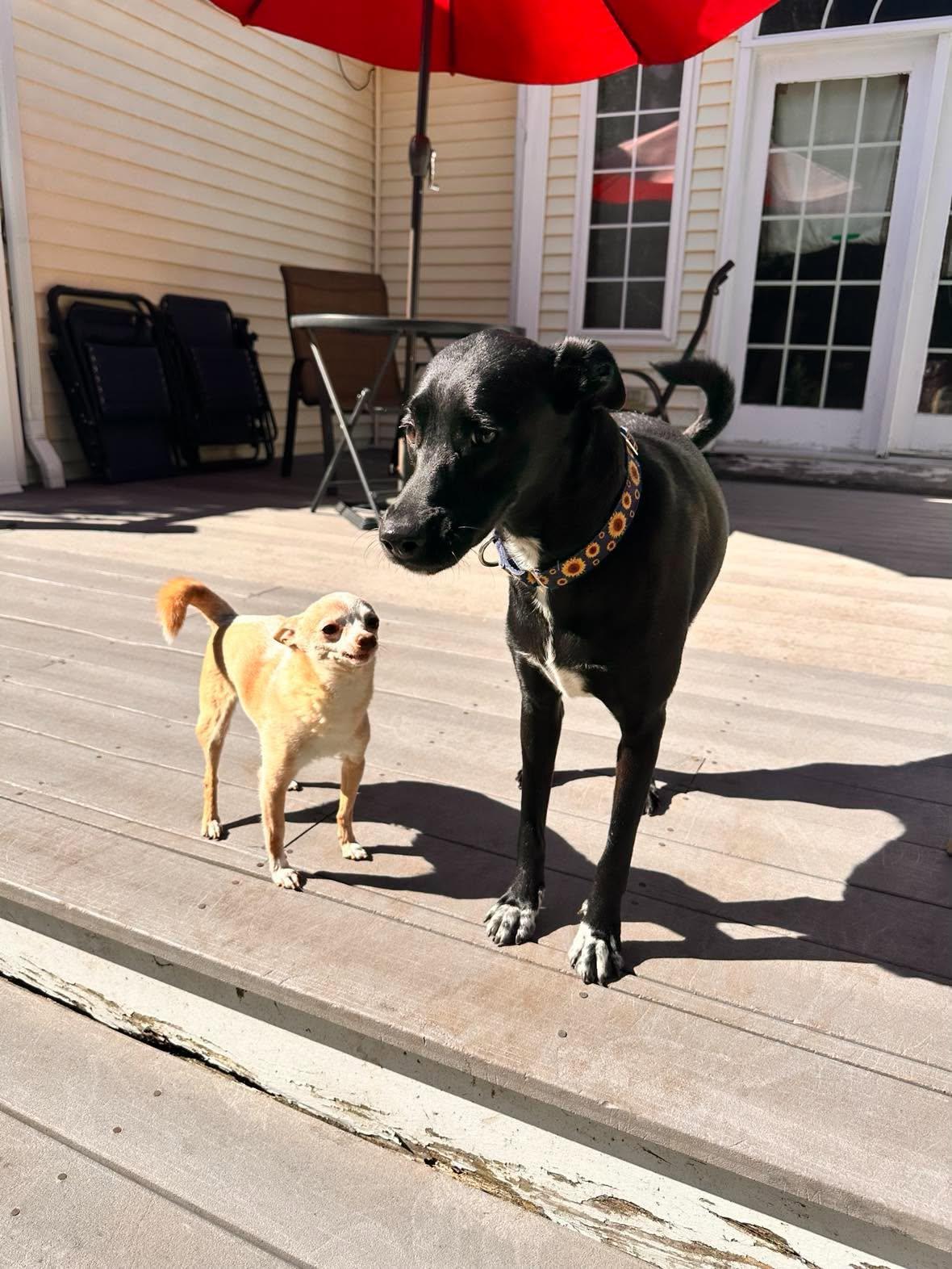 Enlarge Fifi, a Adoptable mixed breed in Cumberland, RI image 6/6