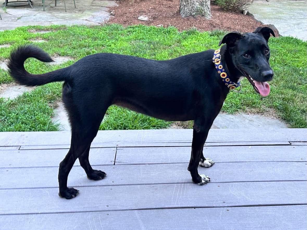 Enlarge Fifi, a Adoptable mixed breed in Cumberland, RI image 3/6