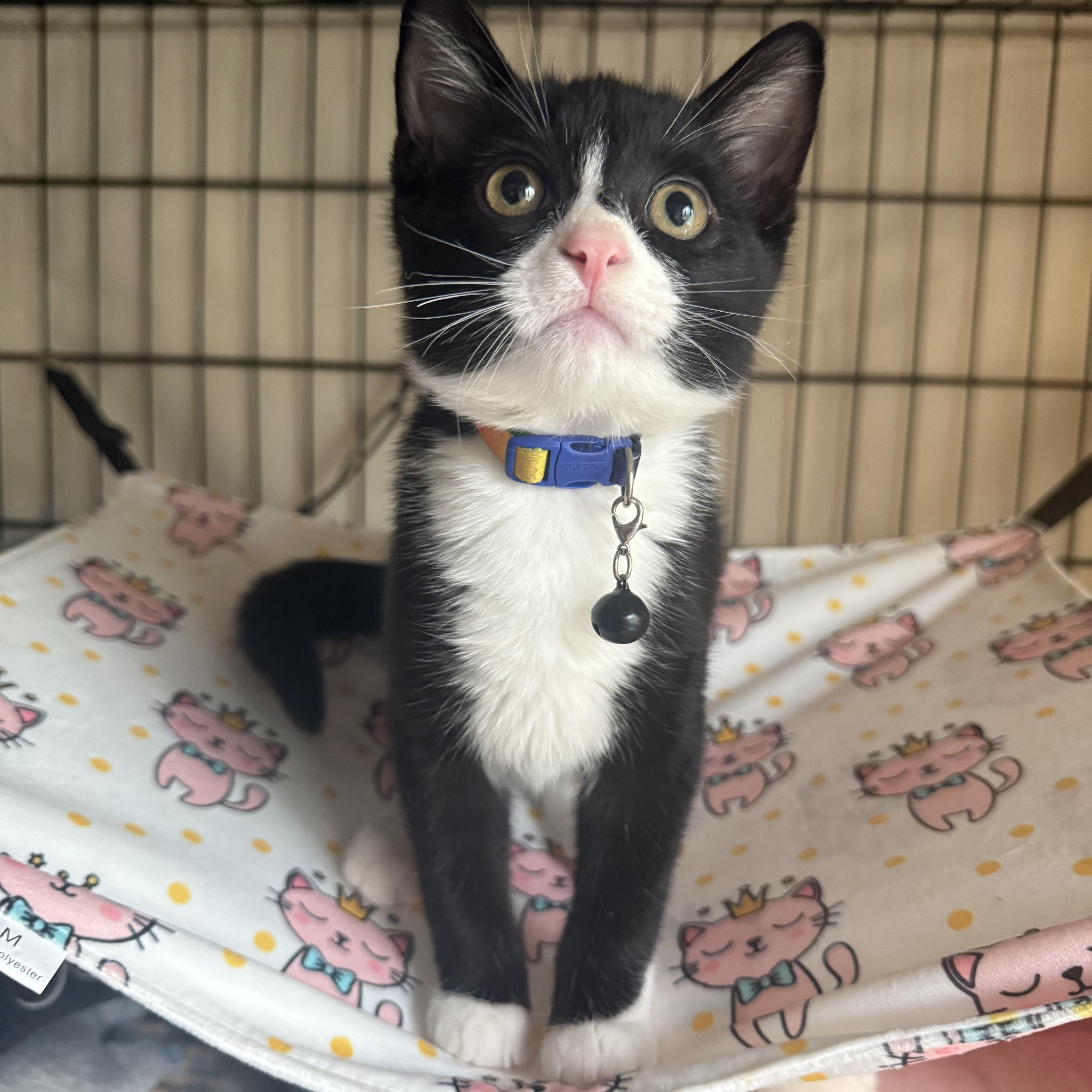 Enlarge Rolex, a Adoptable American Shorthair in Brooklyn, NY image 2/2