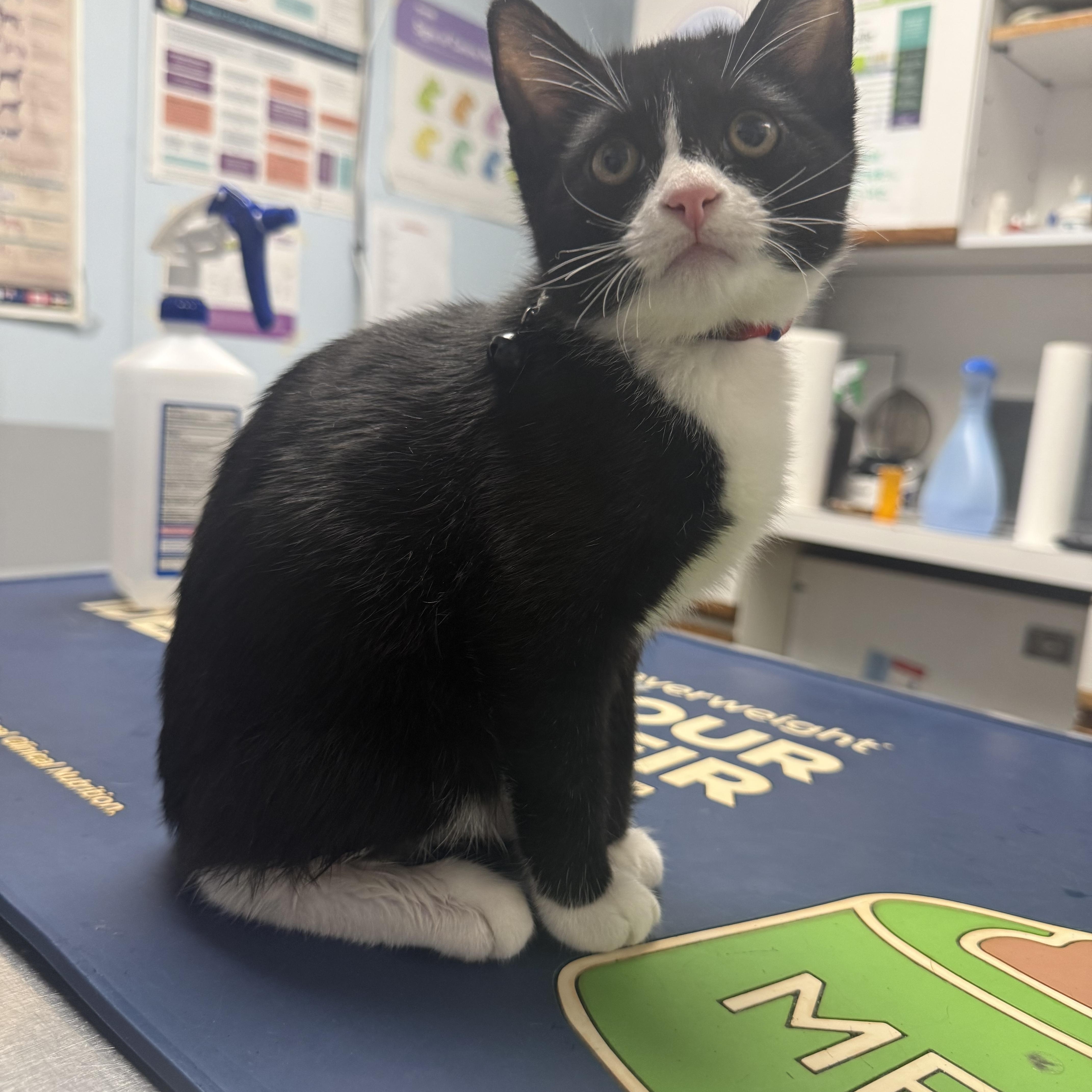 Rolex, Adoptable, Kitten Male American Shorthair.