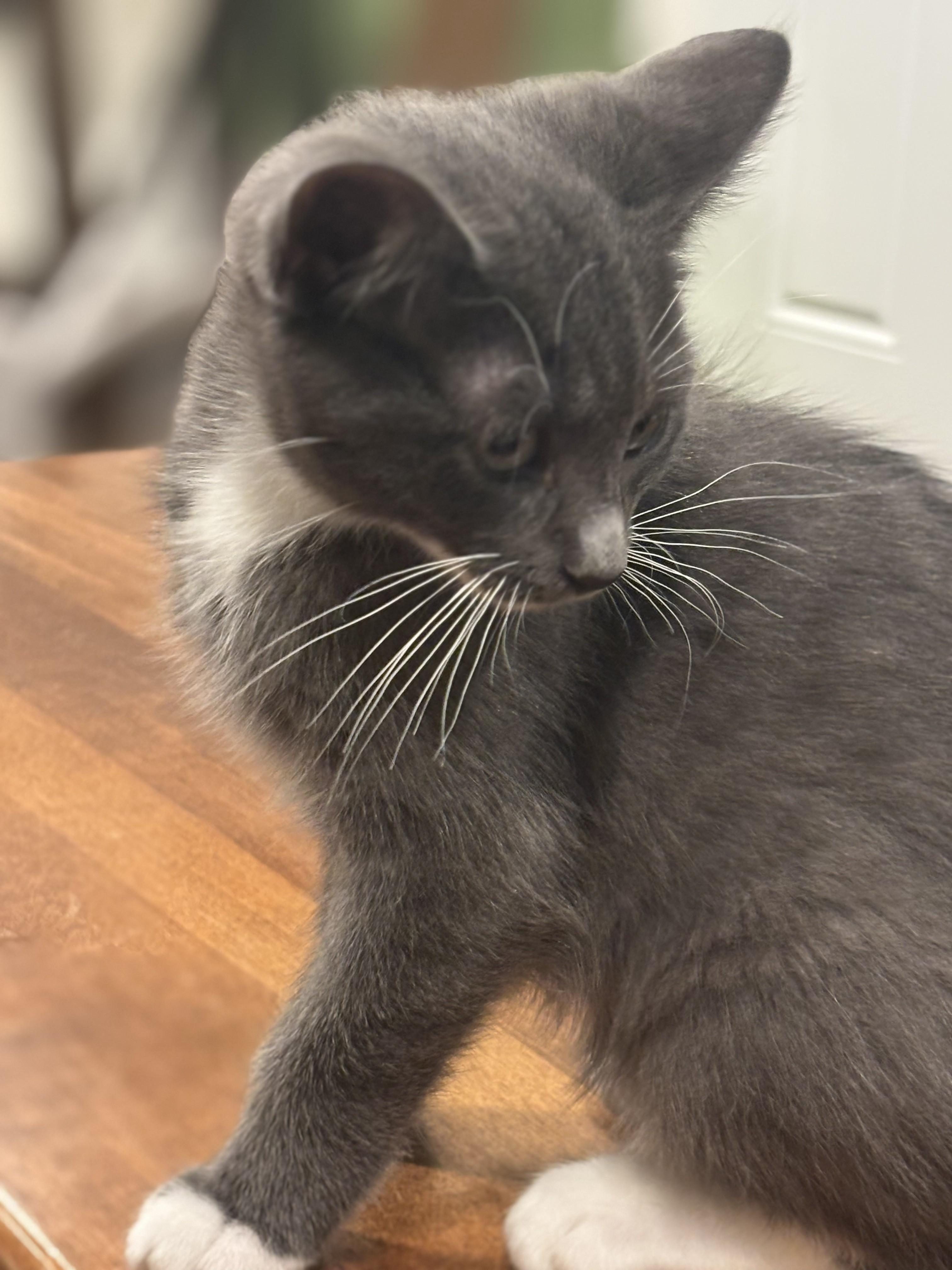 Enlarge Alexis 4, a Adoptable Domestic Short Hair in Plainville, MA image 4/4