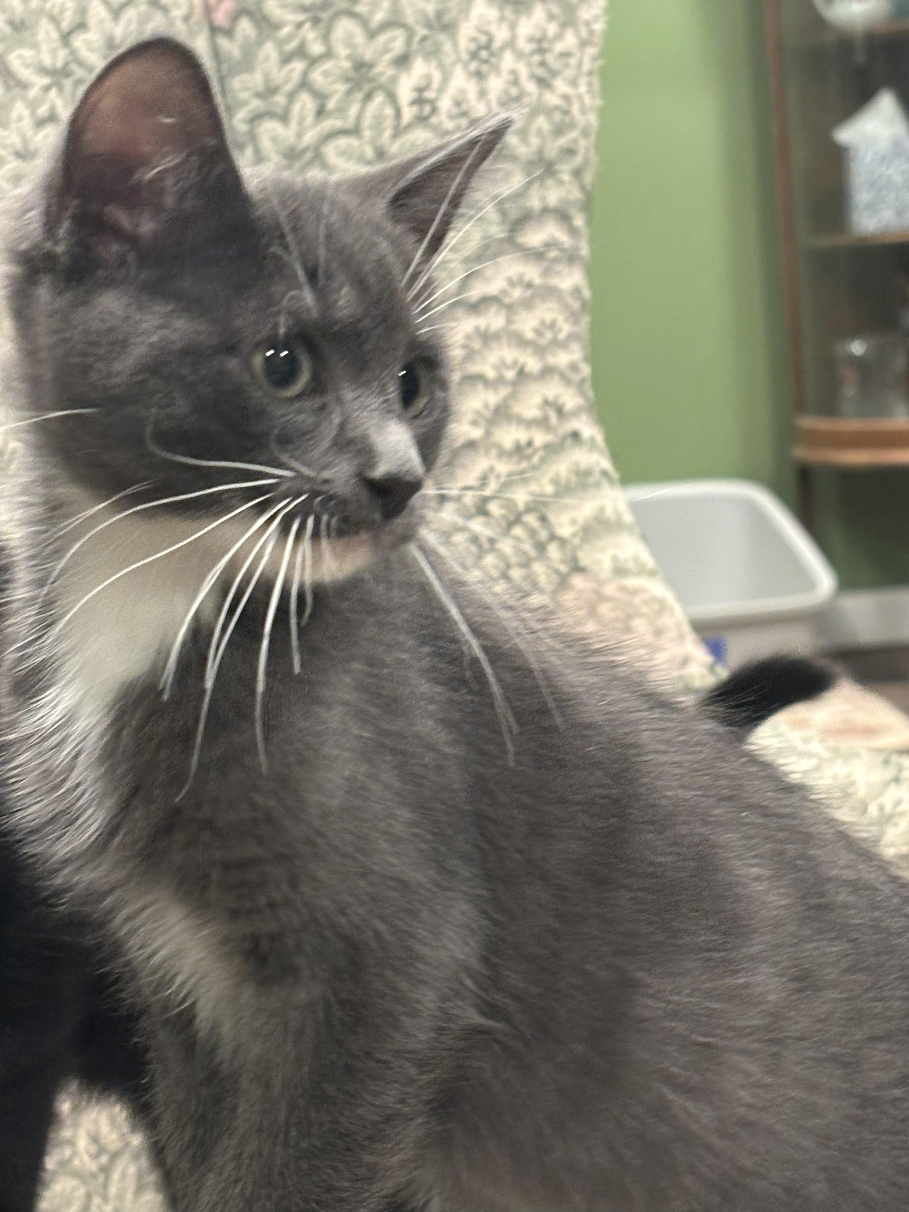 Enlarge Alexis 4, a Adoptable Domestic Short Hair in Plainville, MA image 2/4