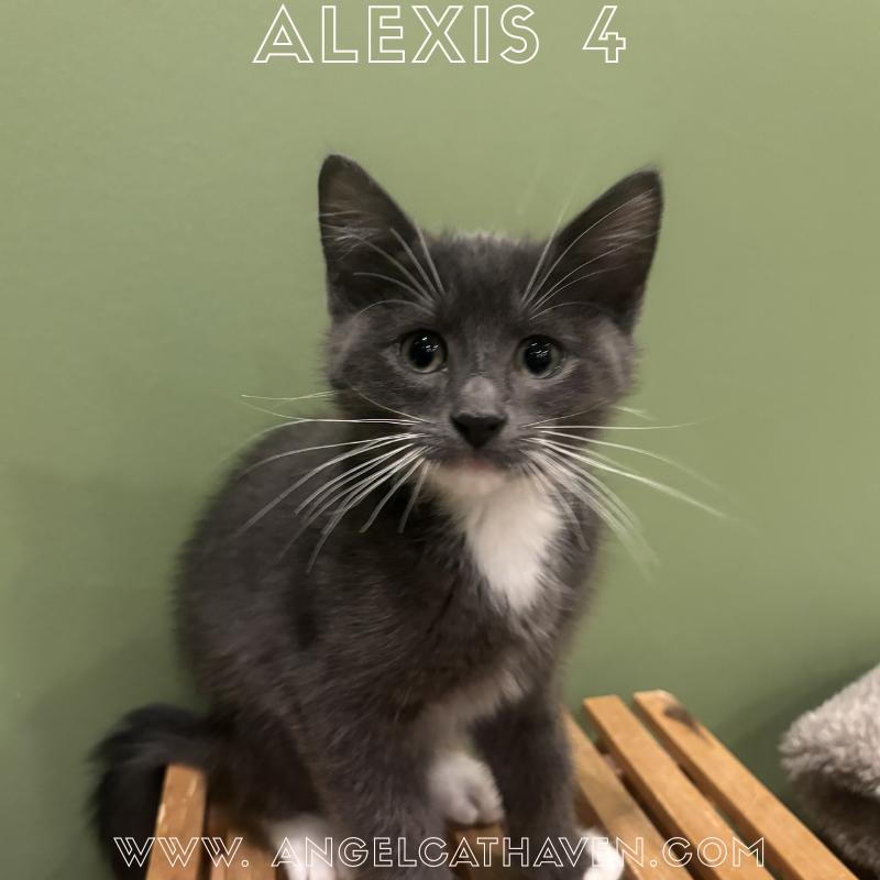 Enlarge Alexis 4, a Adoptable Domestic Short Hair in Plainville, MA image 1/4