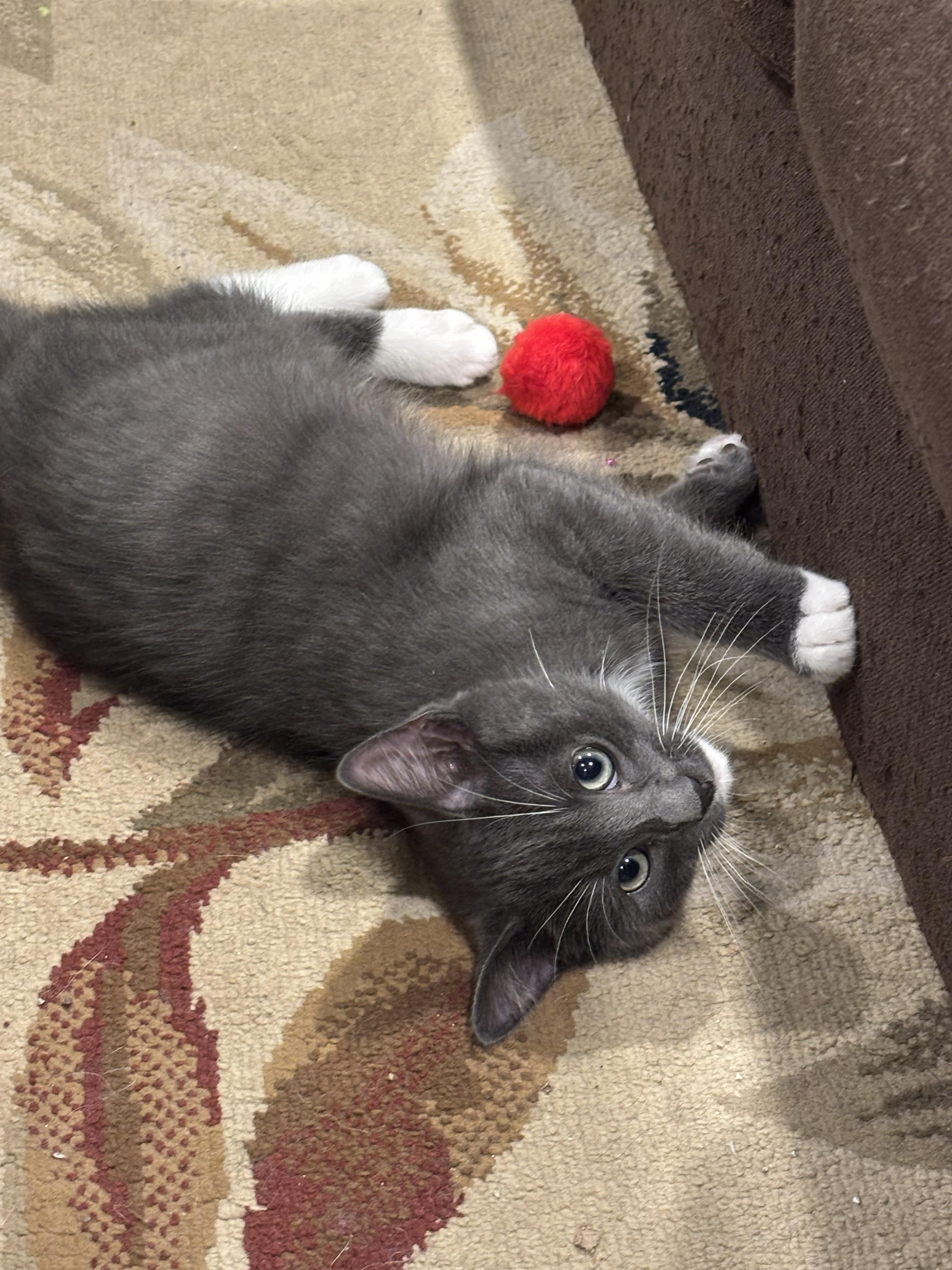 Enlarge Alexis 4, a Adoptable Domestic Short Hair in Plainville, MA image 3/4