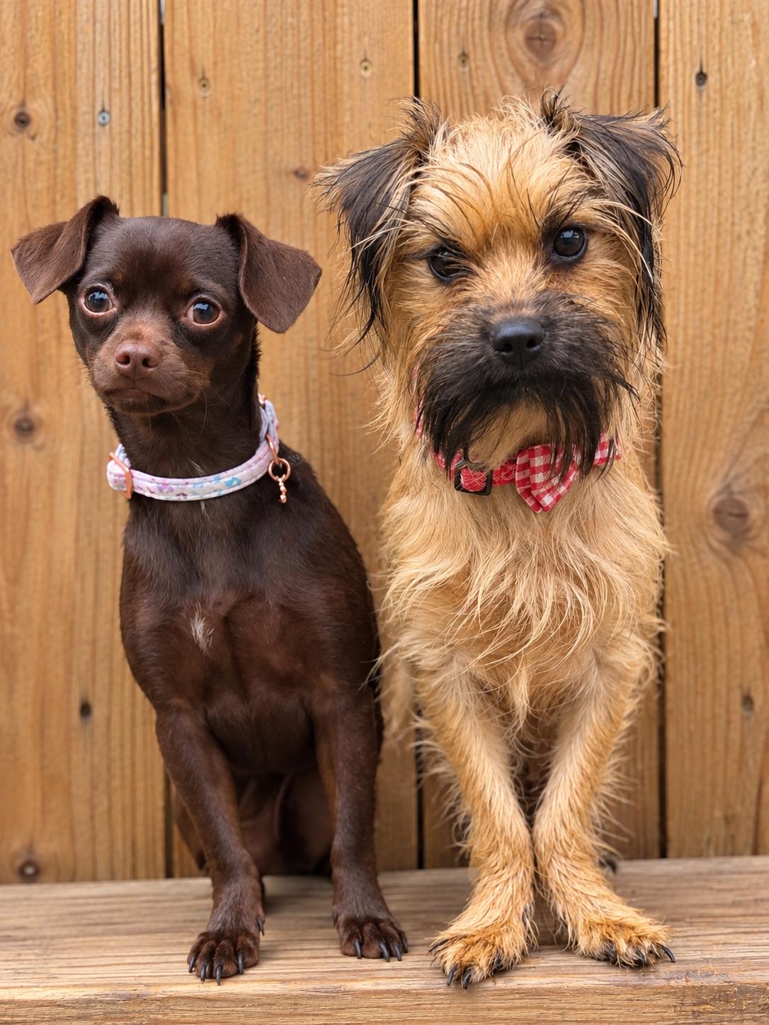 Enlarge Truffula, a Adoptable mixed breed in Fulton, NY image 3/3