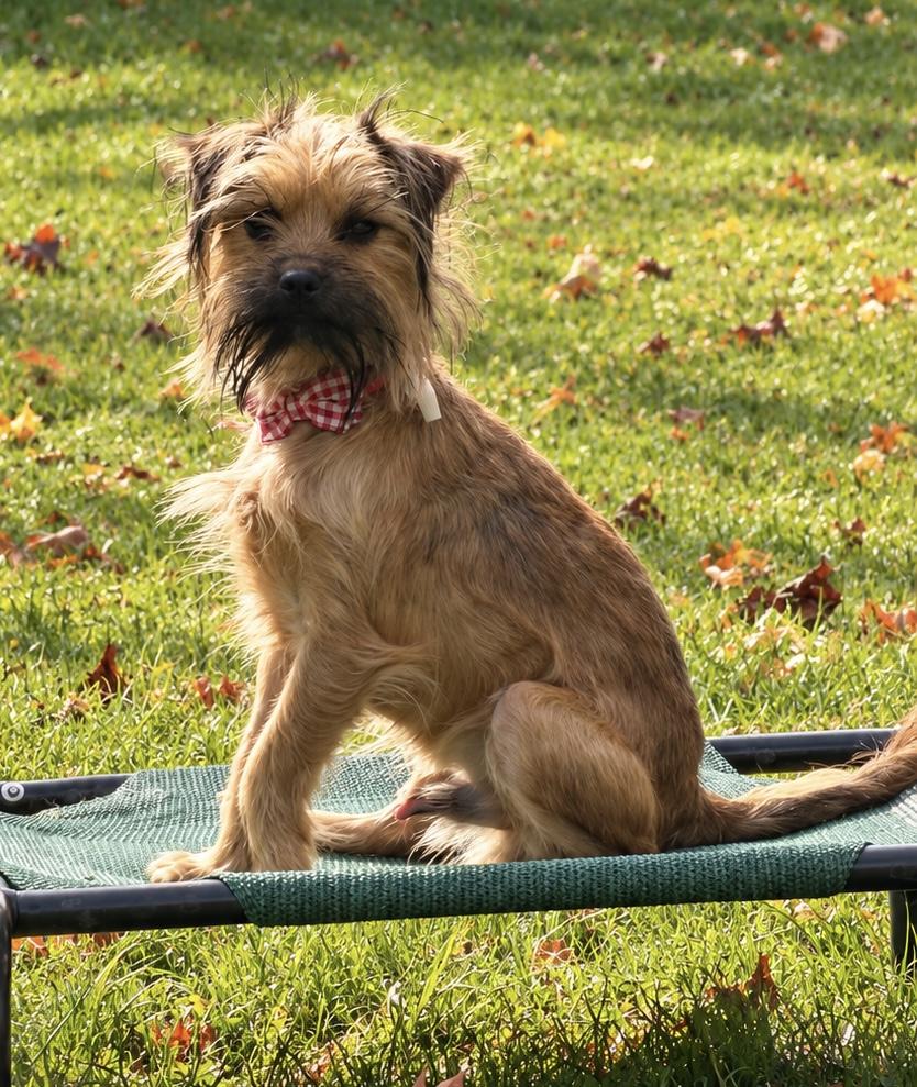 Enlarge Truffula, a Adoptable mixed breed in Fulton, NY image 1/3
