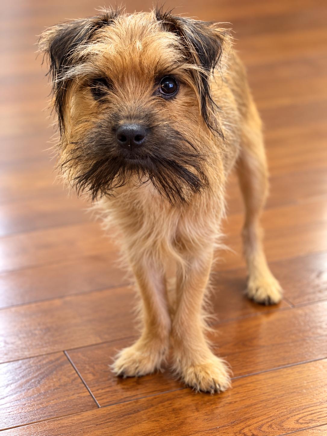 Enlarge Truffula, a Adoptable mixed breed in Fulton, NY image 2/3