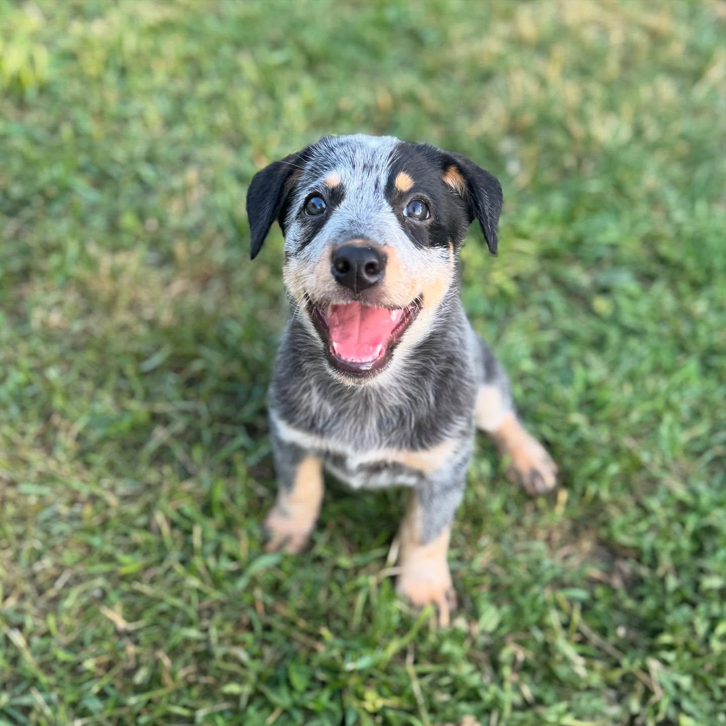 Enlarge Steve, a Adopted Australian Cattle Dog / Blue Heeler in Orangeville, ON image 3/5