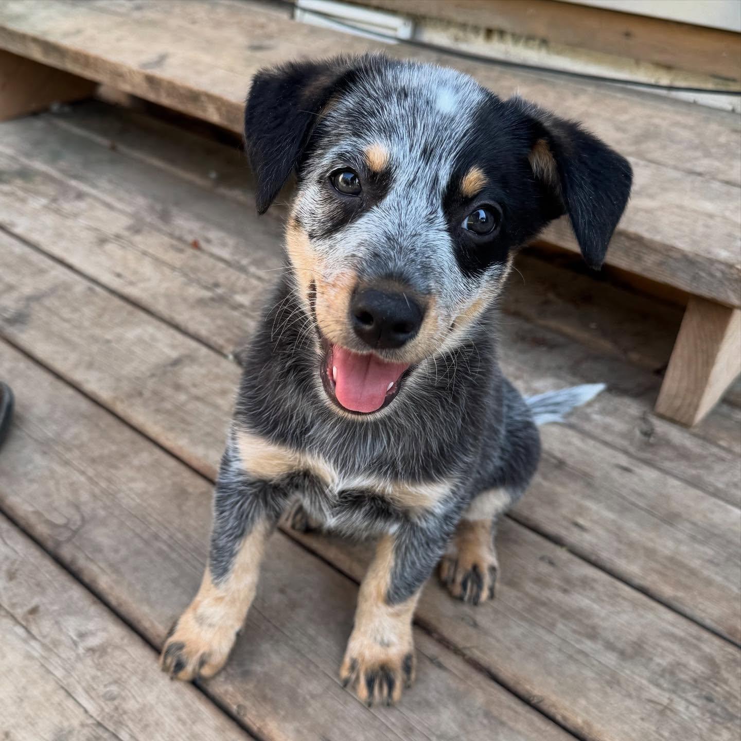Enlarge Steve, a Adopted Australian Cattle Dog / Blue Heeler in Orangeville, ON image 1/5