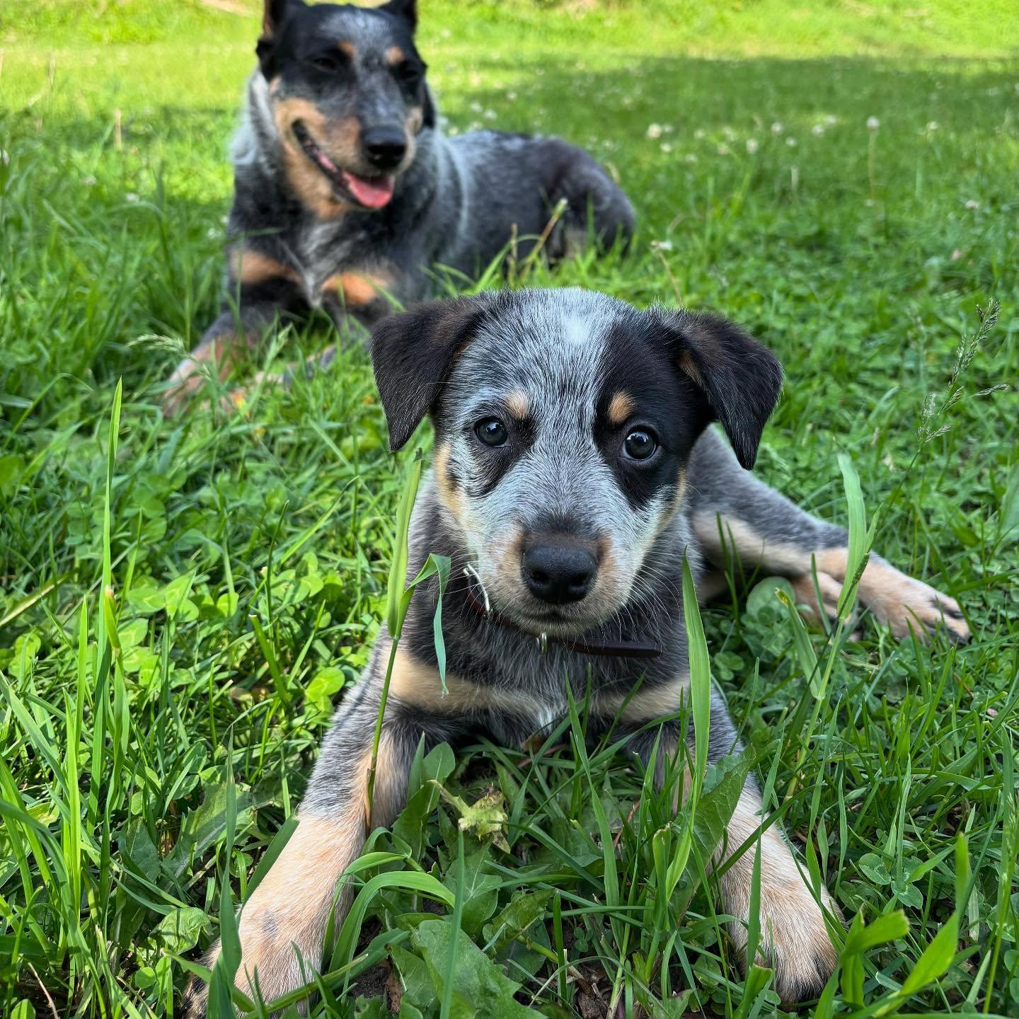 Enlarge Steve, a Adopted Australian Cattle Dog / Blue Heeler in Orangeville, ON image 2/5