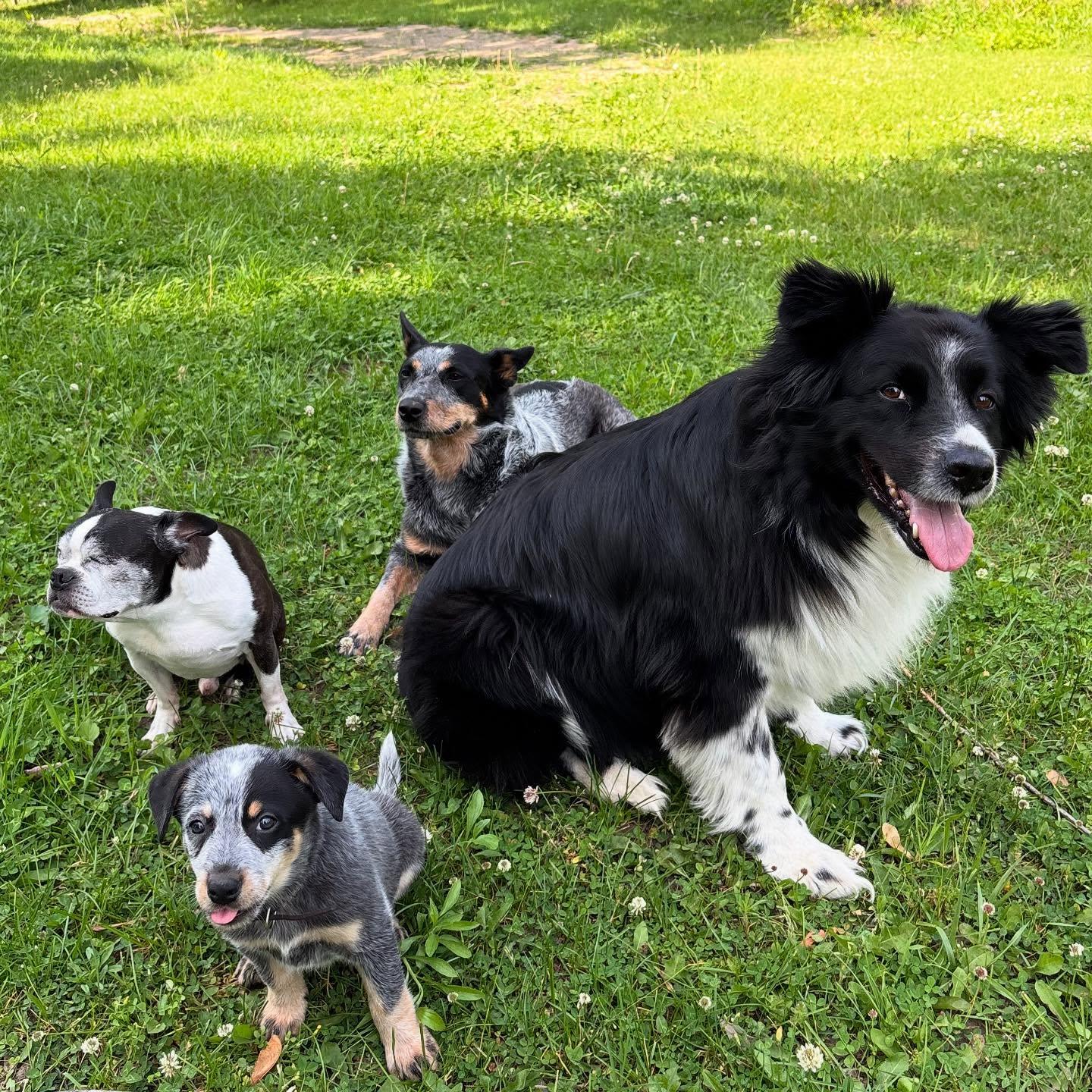 Enlarge Steve, a Adopted Australian Cattle Dog / Blue Heeler in Orangeville, ON image 4/5
