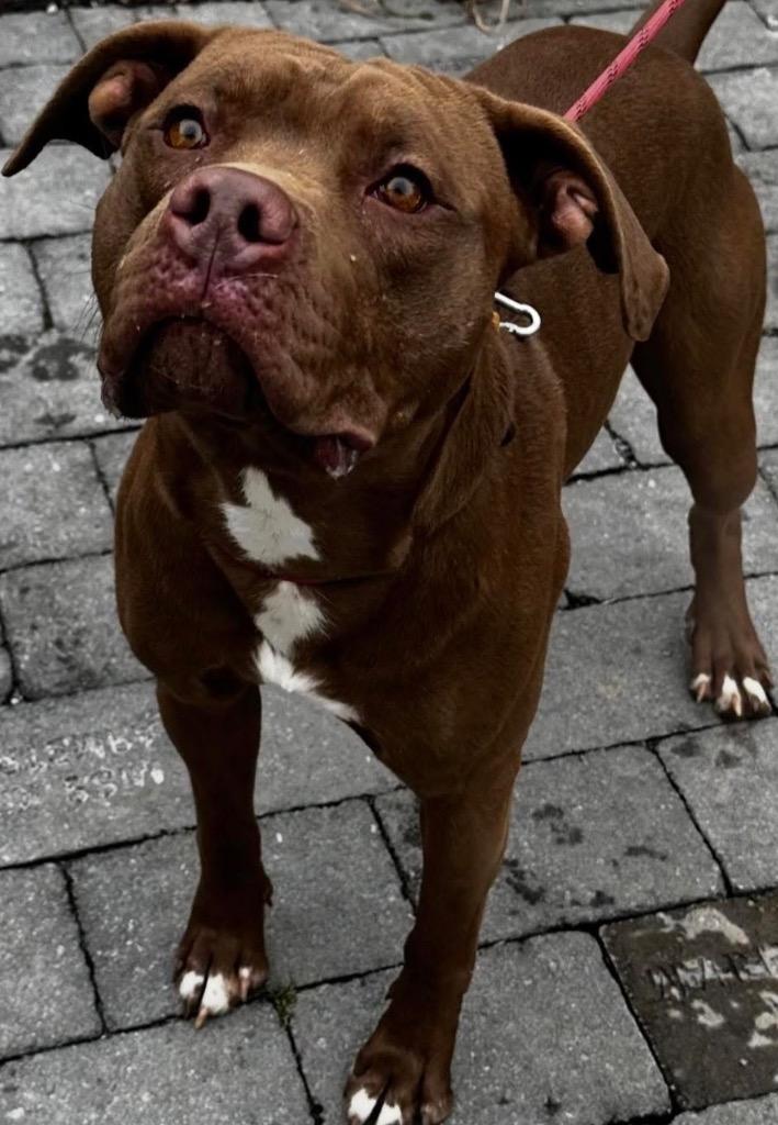 MOOSE, Adoptable, Young Male Pit Bull Terrier.